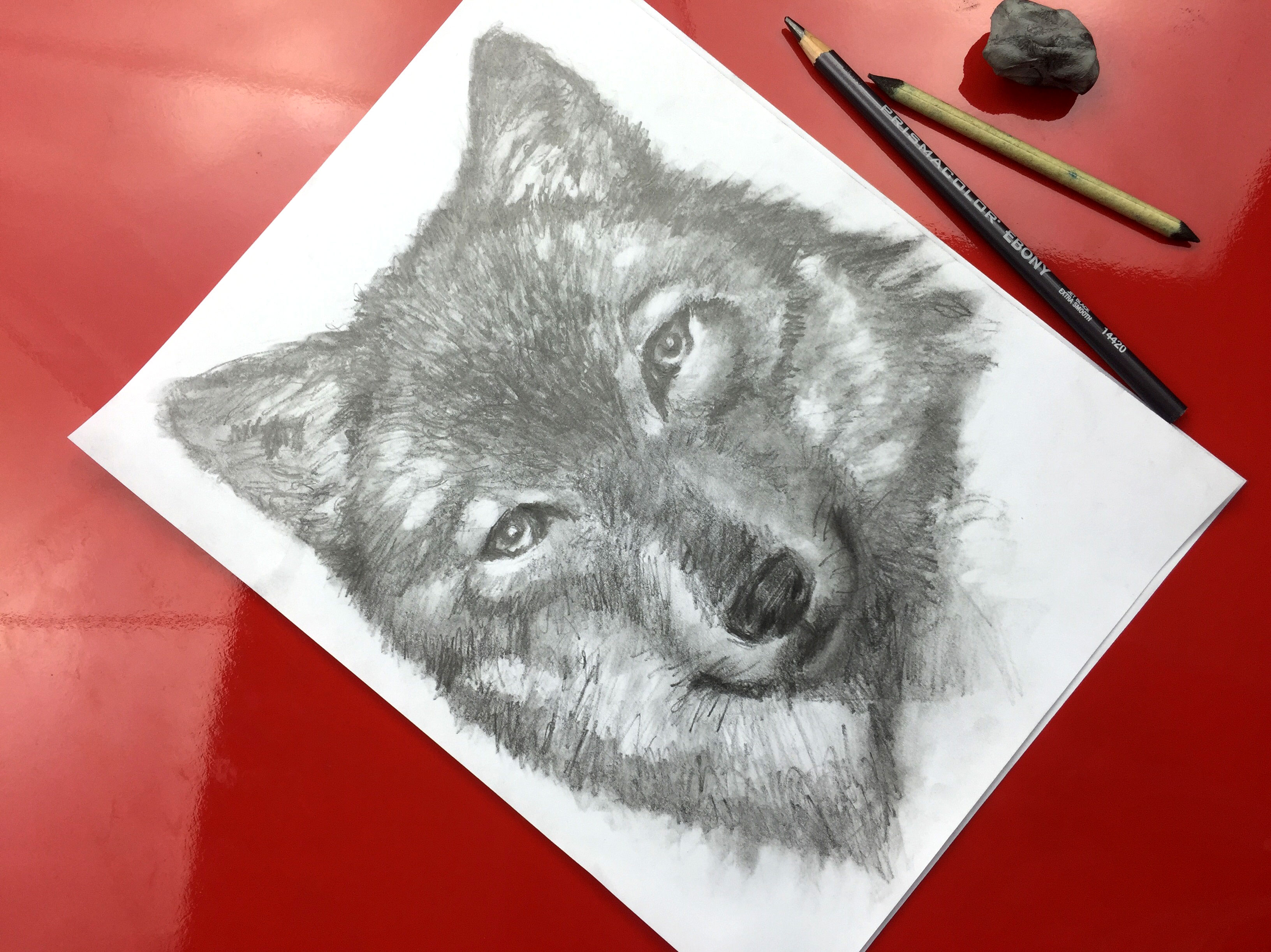 Wolf Speed Drawing - Art For Kids Hub 