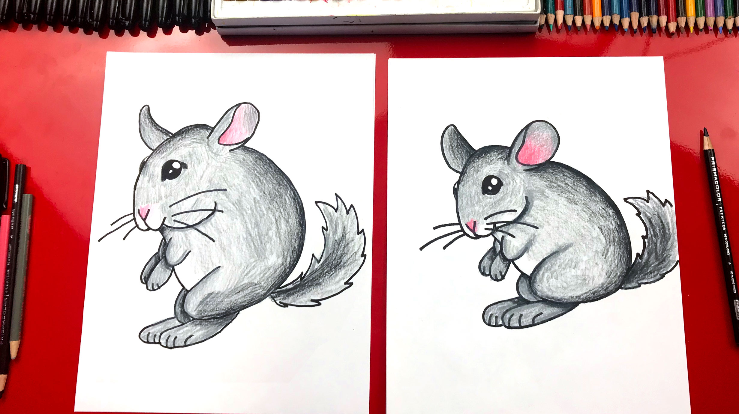 How To Draw A Chinchilla Art For Kids Hub