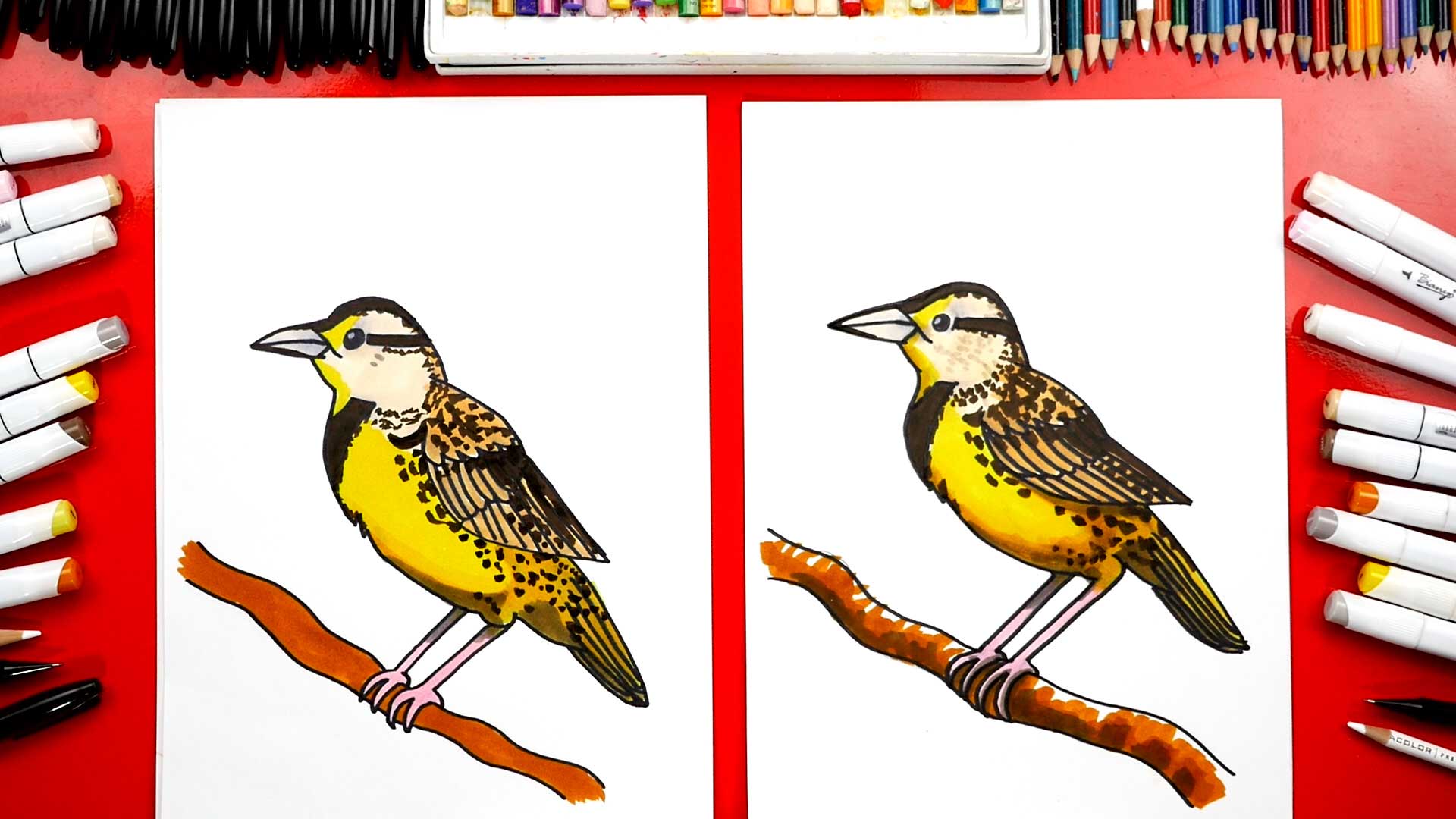 How To Draw A Western Meadowlark